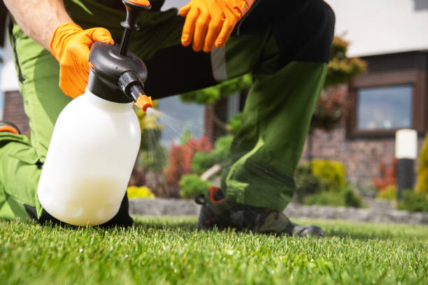 Best Termite Control Services  in Elgin, IL