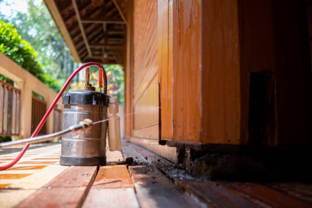 Best Wasp Removal Services  in Elgin, IL