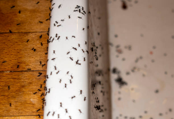 Best Pest Control for Homes  in Elgin, IL